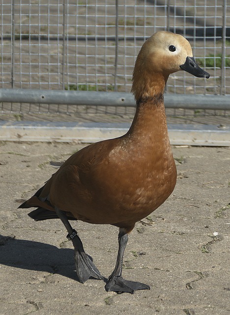 传奇对决